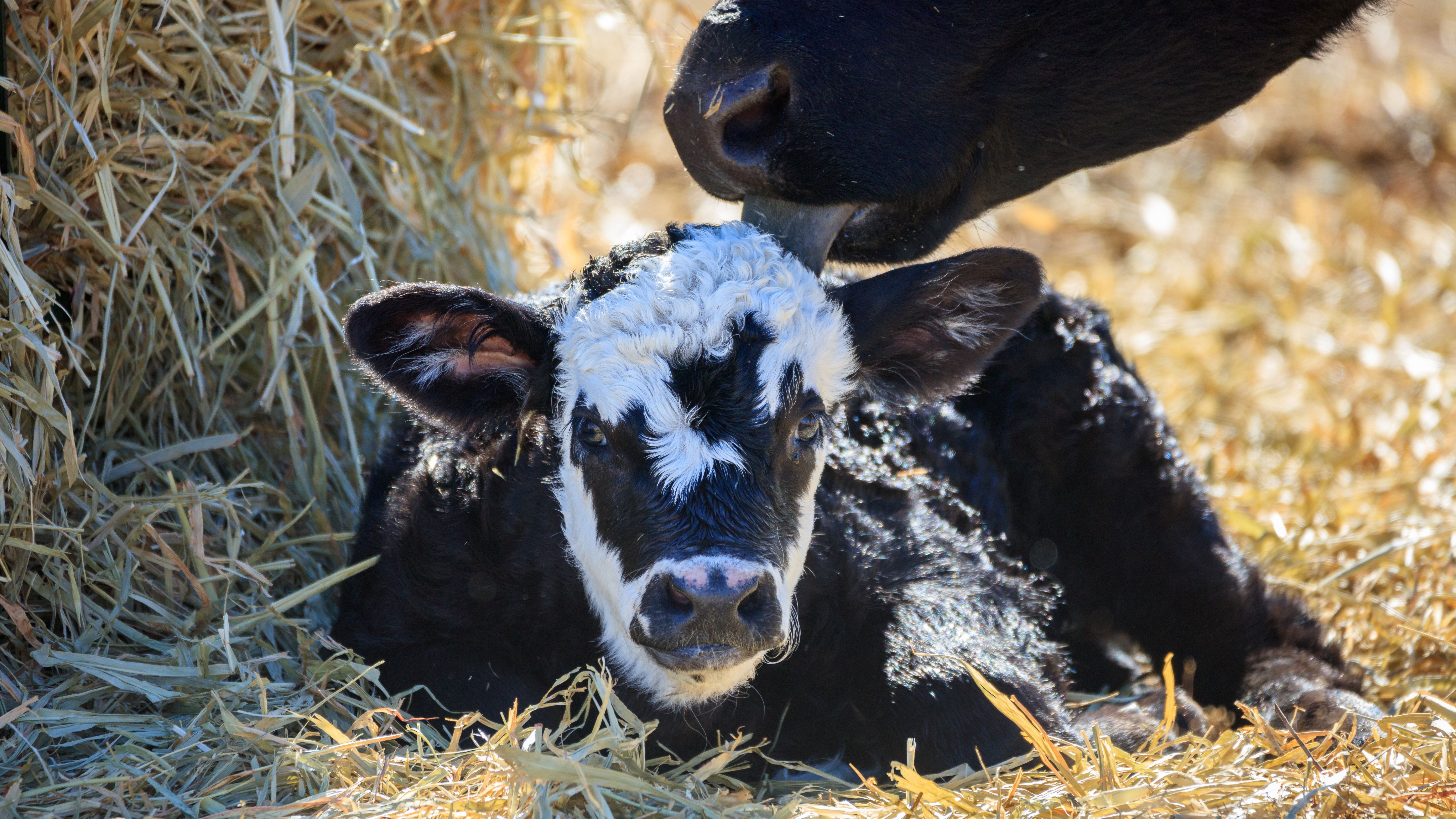 Police Officer Removed from Frontline Duties After Allegedly Hitting Calf with Patrol Car